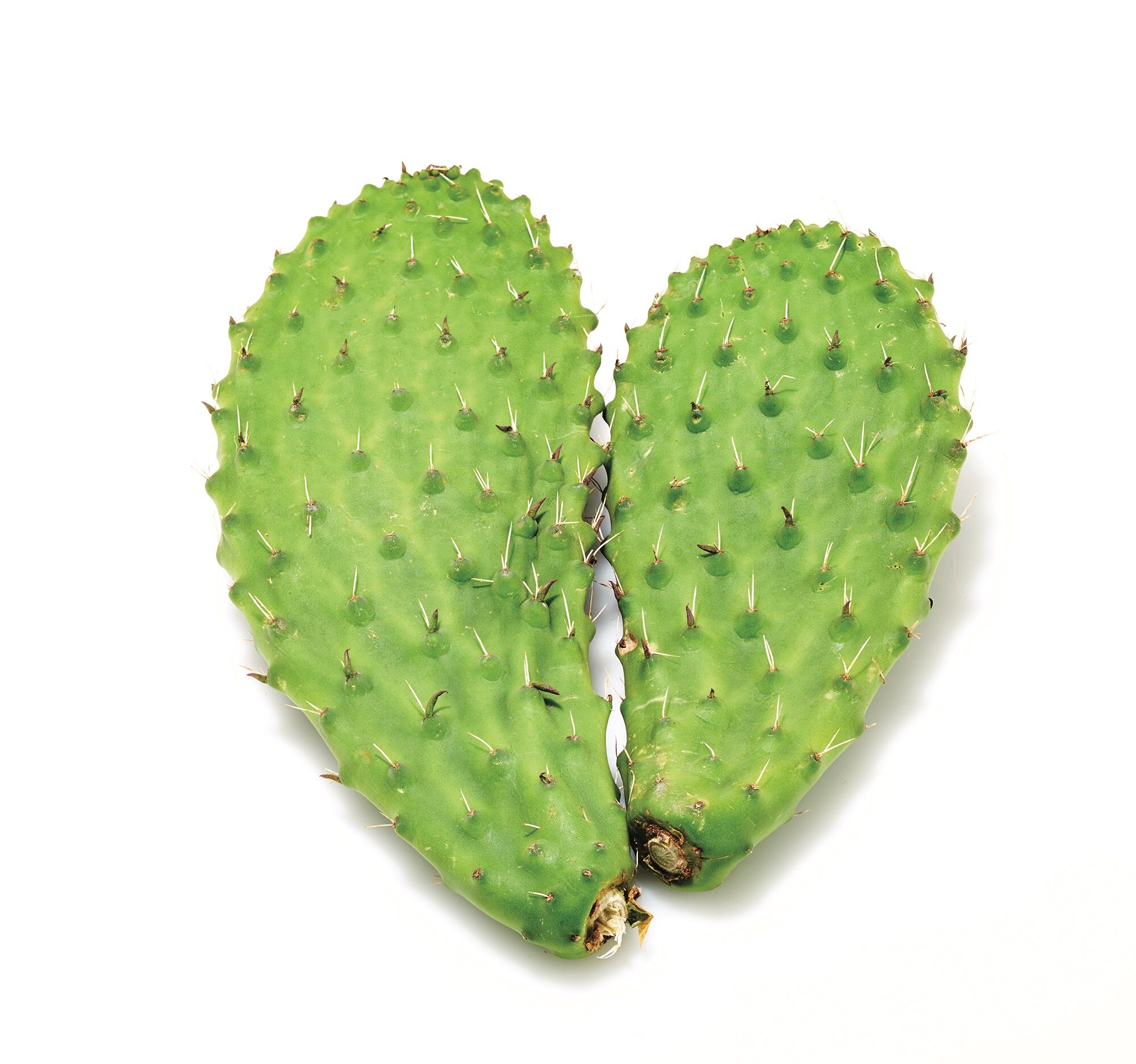 Nopal Cactus Puree, Concentrate and Powders — Spectrum Fruits, Inc.